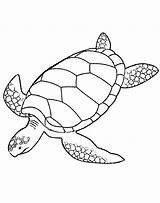 Turtle Sea Coloring Pages Drawing Leatherback Printable Turtles Line Print Green Color Realistic Animals Baby Loggerhead Hawksbill Swimming Clipart Cartoon sketch template