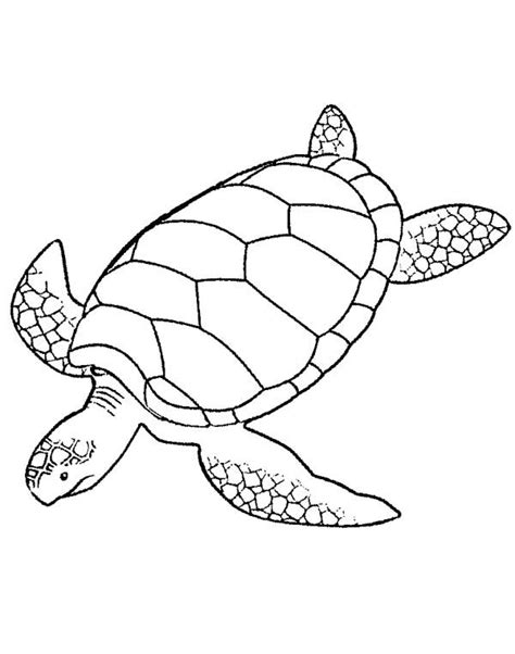 green sea turtle coloring page turtle drawing turtle coloring pages
