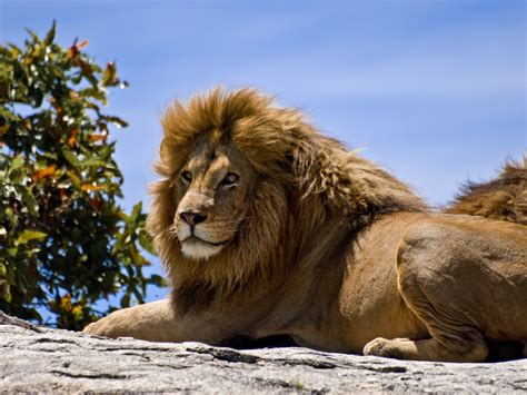 filemale lion  rockjpg wikimedia commons