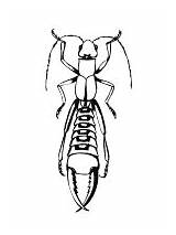 Earwig Coloring Pages Insects Bugs Activities Worksheets Lesson Preschool Plan Printable Ws School First sketch template