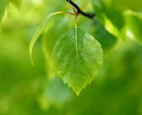 tree    real artificial leaf debuts technology science science