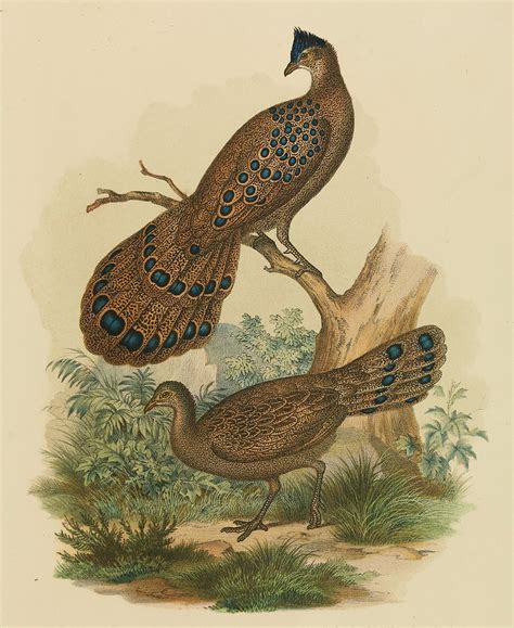 Gray Peacock Pheasants Old Book Illustrations