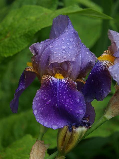 blue iris   botanystock  deviantart