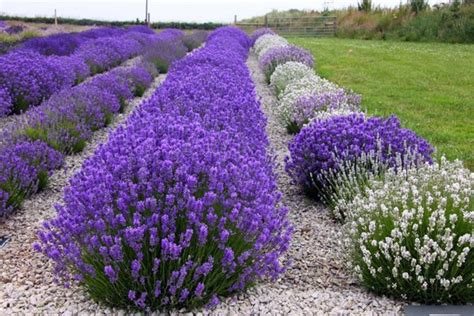 princess lavender plant lavender plant
