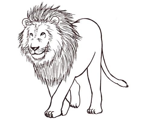 draw  lion step  step liron yanconsky