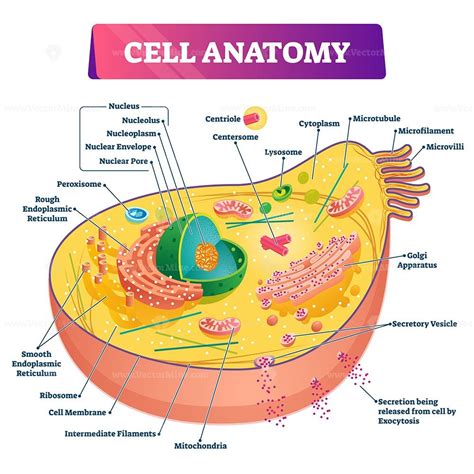 cell anatomy vector illustration vectormine