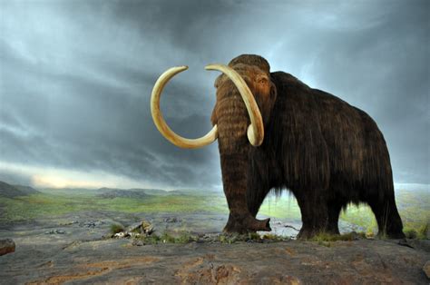 woolly mammoth extinction due  warming climate atgrrlscientist
