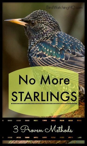 4 Proven Ways To Get Rid Of Starlings Today 2023 Backyard Birds