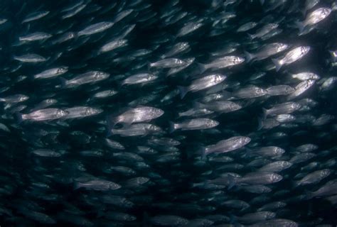 European Sea Bass Fact And Information Guide American Oceans