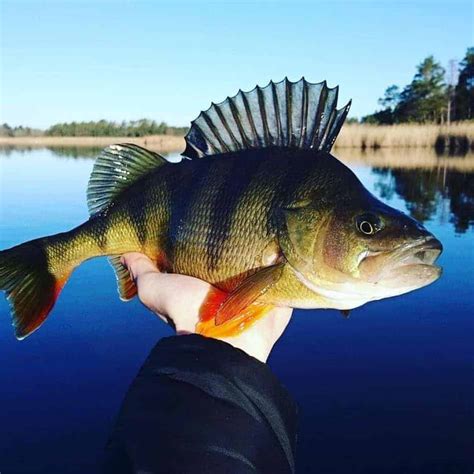 perch  species guide  facts  pictures strike  catch