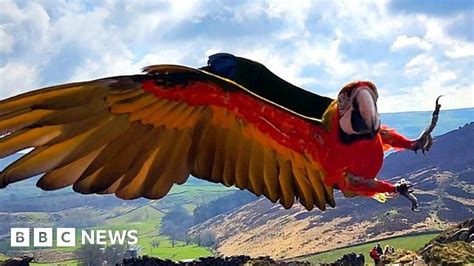 flying  parrot   reason    bbc news
