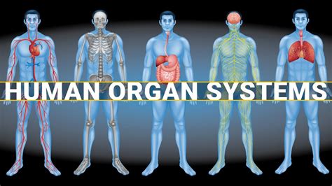 Human Organ Systems Understanding The 11 Major Organ Systems