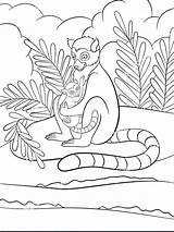 Lemur Primates Characteristic Madaga Primate Gaddynippercrayons sketch template