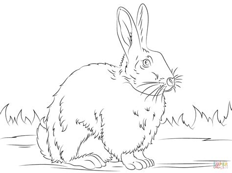 bunnies coloring pages learny kids