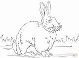 Coloring Pages Rabbit Cute Rabbits Bunnies Supercoloring Kids Print sketch template