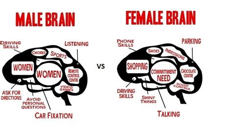 male female brains are wired very differently scans show someone