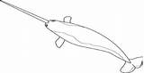 Sharp Coloring Narwhal Canine Long 09kb 311px Netart sketch template