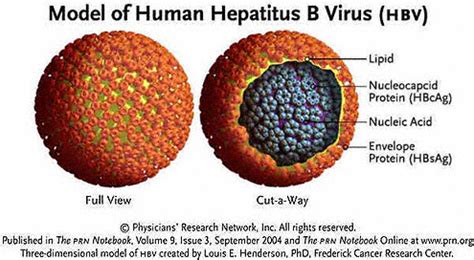hepatitis  virus hbv   model  cut