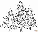 Coloring Evergreen Tree Pages Printable sketch template