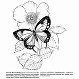 Mariposas Ellenhutson sketch template