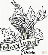 Coloring State Pages Maryland Bird Oriole Printable Iowa Baltimore Color Usa Drawing Kids Birds Razorback Mlb Arkansas Logo Blossom Apple sketch template