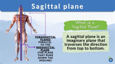 sagittal plane definition  examples biology  dictionary