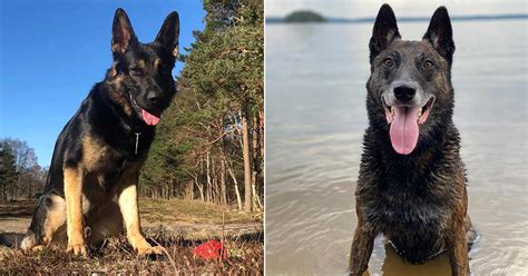 Polishundarna Sune Och Fonz Grep 6 Personer På En Vecka