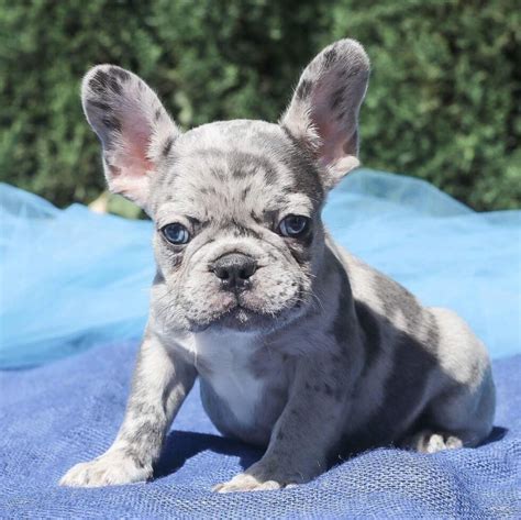 miniature blue french bulldog puppies  saleblue frenchie  sale