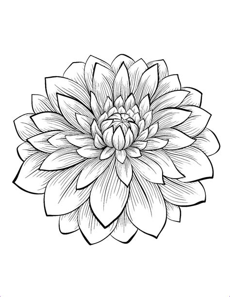lotus flower coloring pages printable