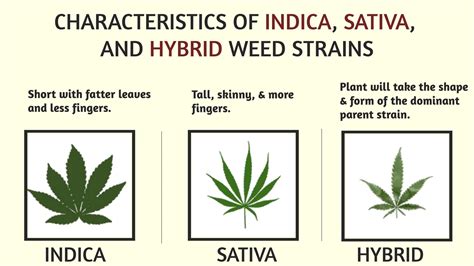 sativa indica hybrid strains  holyoke cannabis dispensary