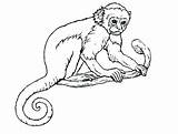 Monkey Coloring Pages Realistic Line Adults Drawing Getcolorings Print Color Monkeys Printable Getdrawings sketch template