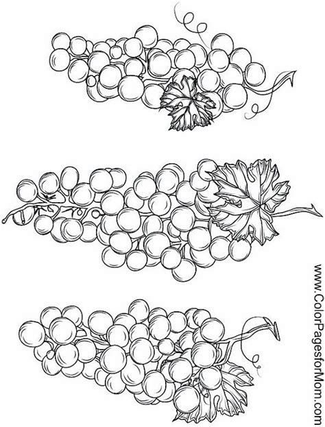 wine coloring page  colouring pages adult coloring pages