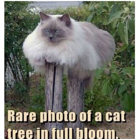 100 funny cat memes that will make you laugh