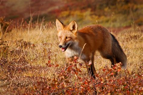 Red Fox Wildlife Illinois