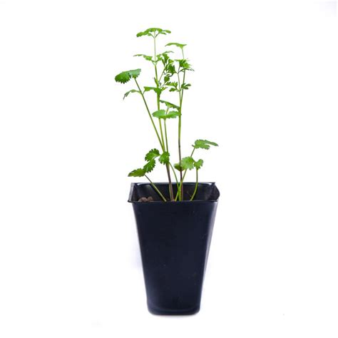 plantula cilantro plantae