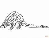 Pangolin Coloring Pages Printable Color Version Click Supercoloring Online Ipad Compatible Tablets Android Categories sketch template