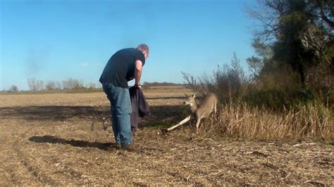 releasing deer from coyote trap youtube