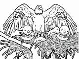 Eagle Coloring Pages Baby Bald Printable Flying Eagles Getcolorings Color Kids sketch template