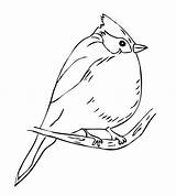 Titmouse Coloring Bridled Tufted Bird Designlooter 13kb Template sketch template