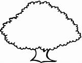 Tree Oak Outline Coloring Clipart Trees Printable Clip Drawing Old Simple Cartoon Cliparts Sketch Pages Kids Line Library Use Clipartbest sketch template