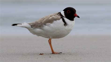 hooded plover birdlife australia