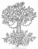 Coloring Tree Life Pages Olive Adult Drawing Printable Simple Pecan Coloringgarden Adults Color Drawings Celtic Template Mandala Book Nature Print sketch template