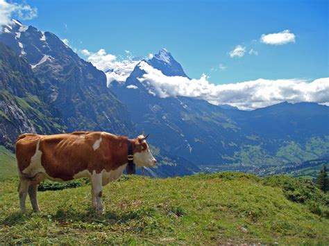 alpshiker best hut to hut hikes in the european alps