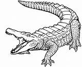 Animals Australian Alligator Colouring Crocodiles Coloringsun Coloringhome sketch template