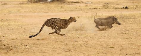 cheetah chasing warthog stock photo image  cheetah