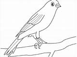 Canarino Oiseaux Uccello Ramo Gratis Inspirant sketch template