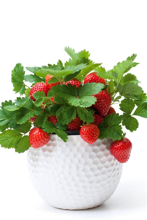 grow strawberries  pots  containers  big harvests