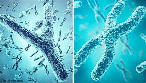 The Genetic Origin Of Sex The X And Y Sex Chromosomes Step To Health