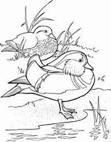 Kolorowanki Mandarynki Kaczki Mandarin Ducks Kolorowanka Patos Kaczka sketch template