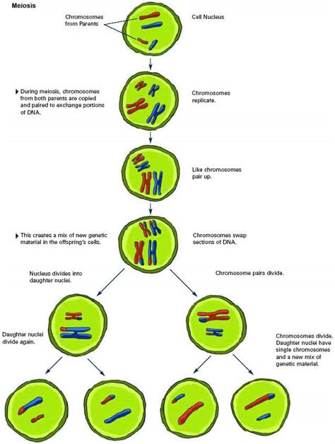 Genetic Recombination In Eukaryotes Meiosis